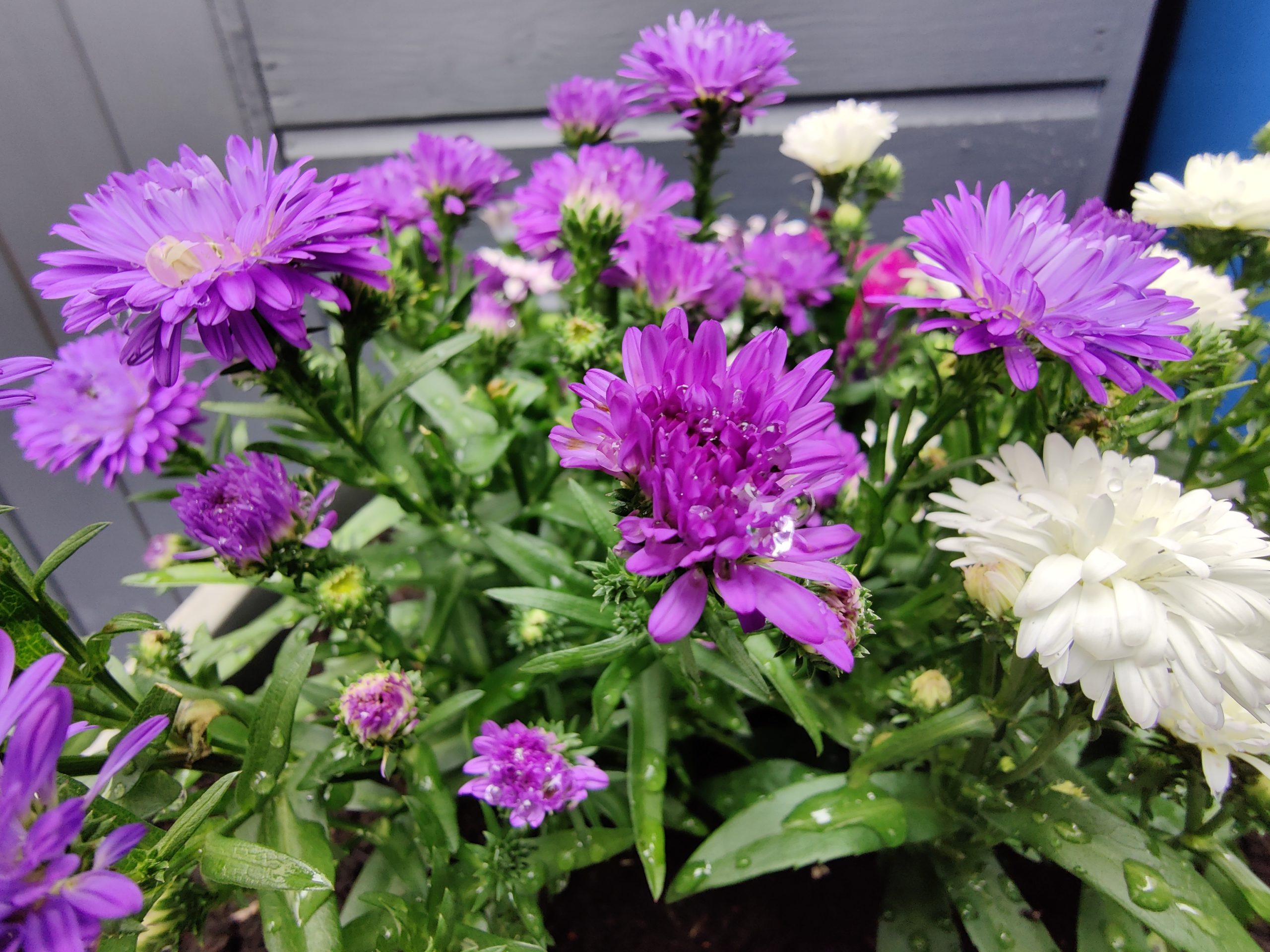 oneplus 8 photo sample main DroidHorizon